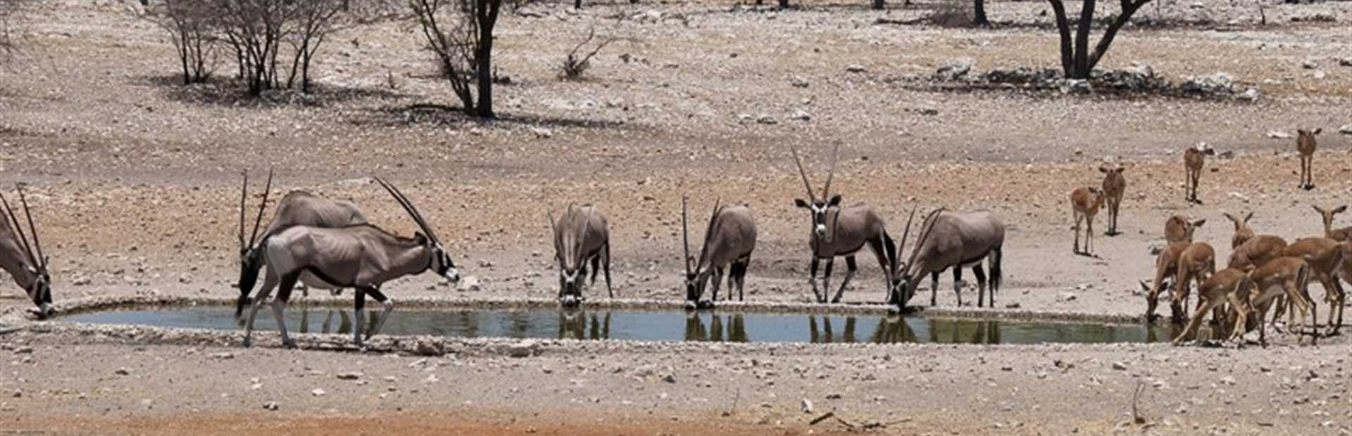 Etosha National Park